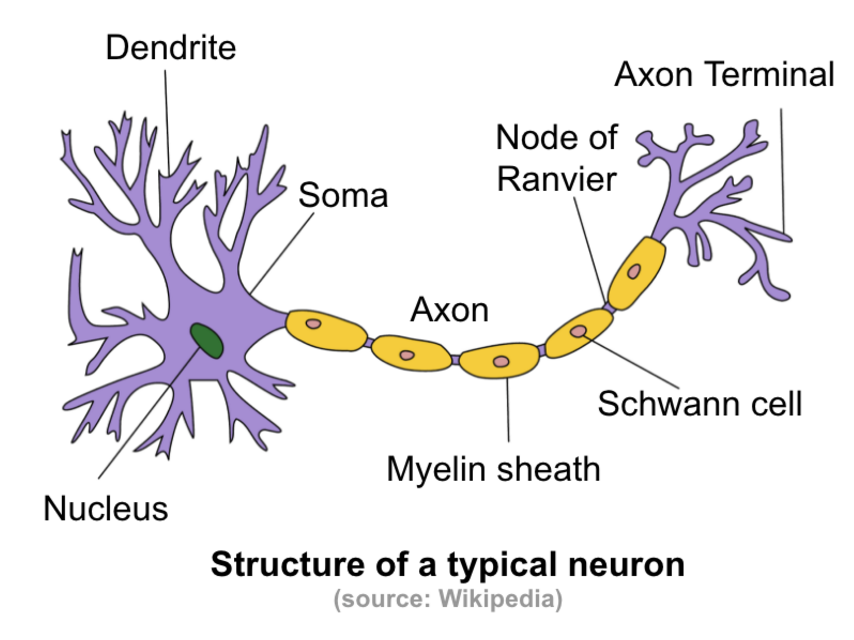 neuron.png